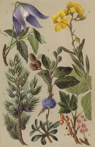 高山植物 作： European School